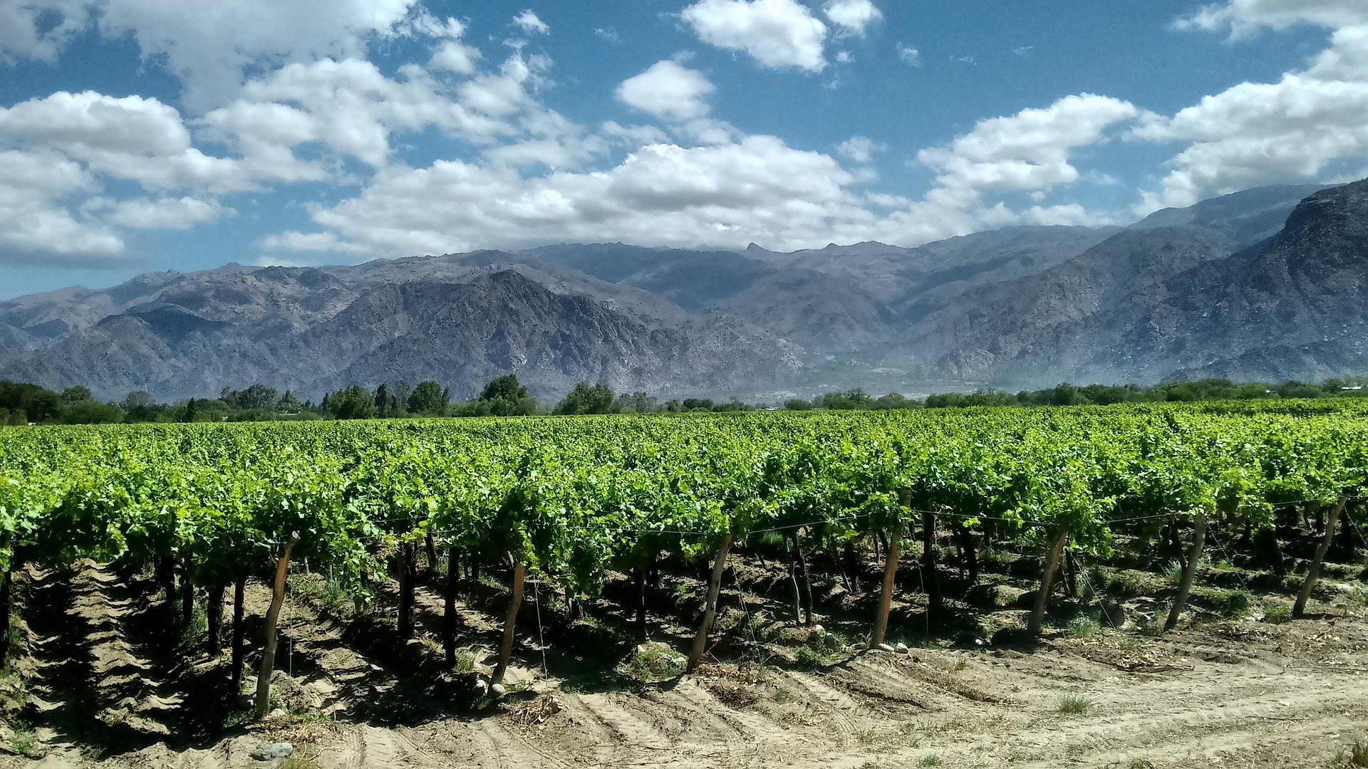 Viñedo chileno vista aérea